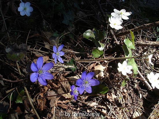 Hepatica nobilis 05