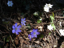 Hepatica nobilis 05
