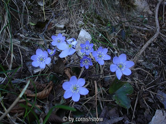 Hepatica nobilis 06