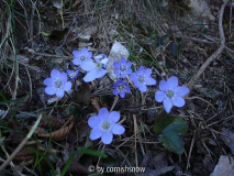 Hepatica nobilis 06