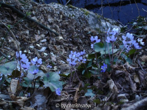 Hepatica nobilis 07