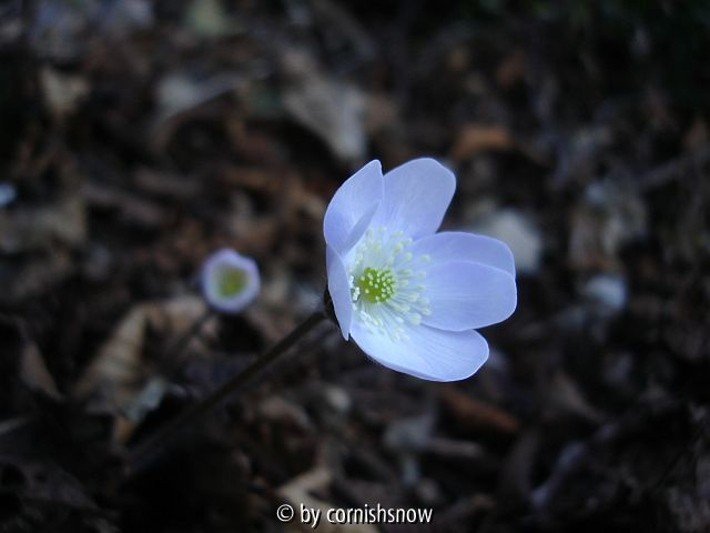 Hepatica nobilis 08