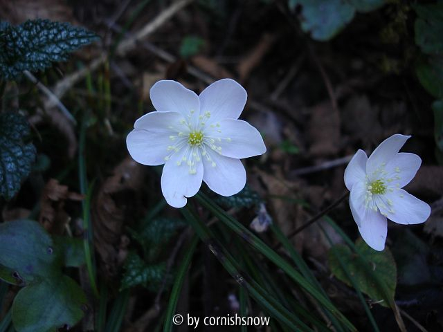 Hepatica nobilis 09