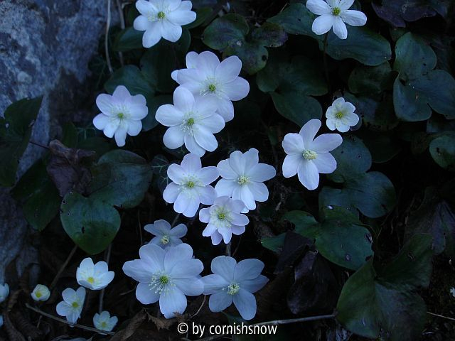 Hepatica nobilis 10