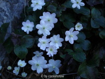 Hepatica nobilis 10