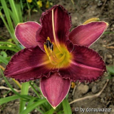 Hem. Chicago Knobby