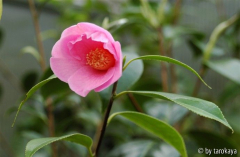 C.saluenensis09