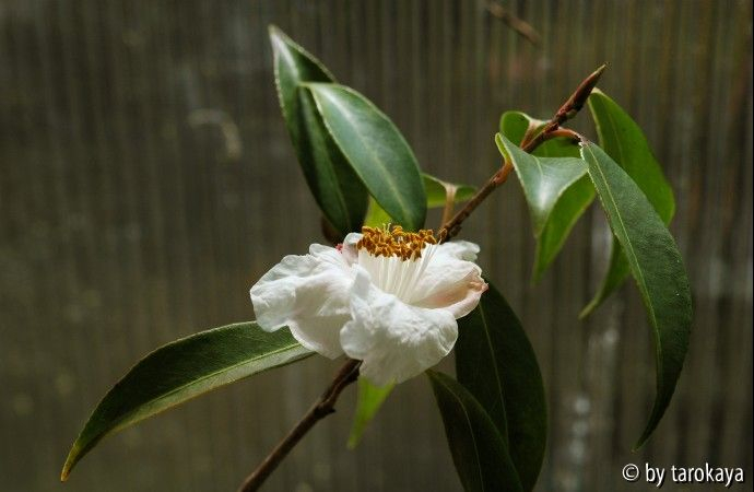 C.cuspidata2 09