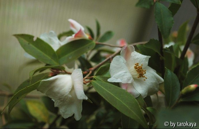 C.cuspidata09