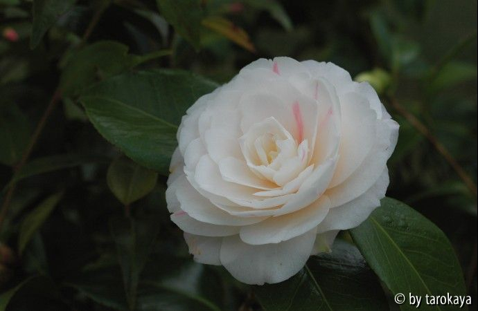 april dawn09