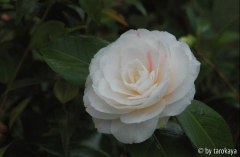 april dawn09