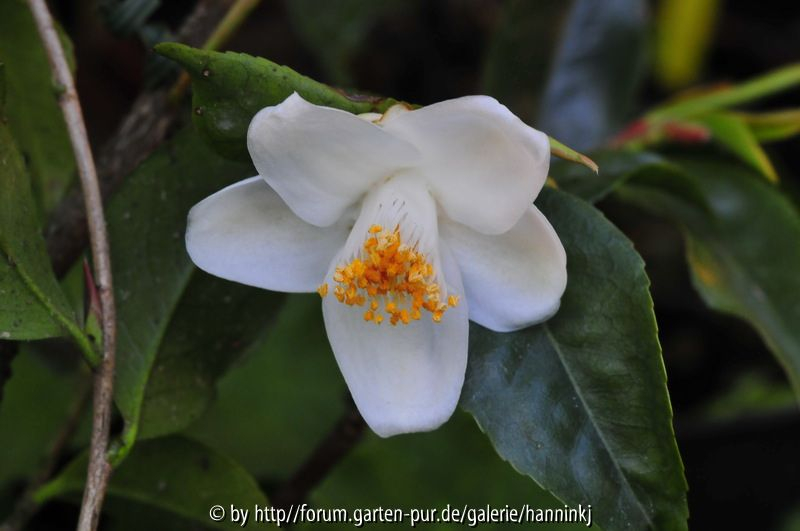 Camellia longicarpa