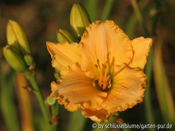 Hemerocallis-Sämling