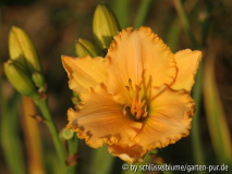 Hemerocallis-Sämling