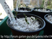 Aussaaten vom 9. März 2009