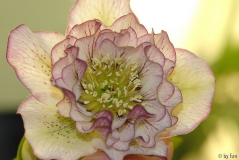 Helleborus 1 Schmiemann 2009 21-03-2009
