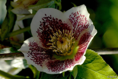 Helleborus 1 Casters 2004 21-03-2009