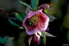 Helleborus 1 Schmiemann 2005 21-03-2009