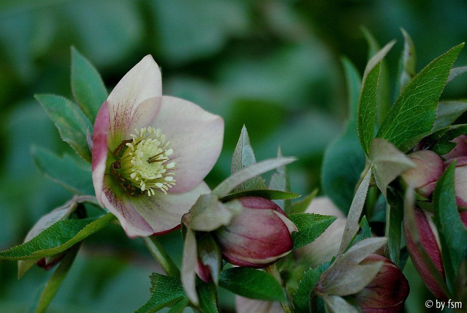 Helleborus 1 Schmiemann 2006 21-03-2009