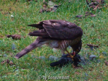 Habicht schlägt Amsel
