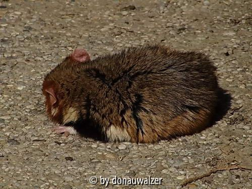 Hamsterbaby 20cm lang