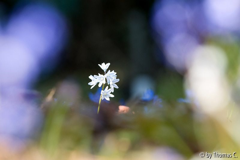 Scilla Puschkinia sciloides.