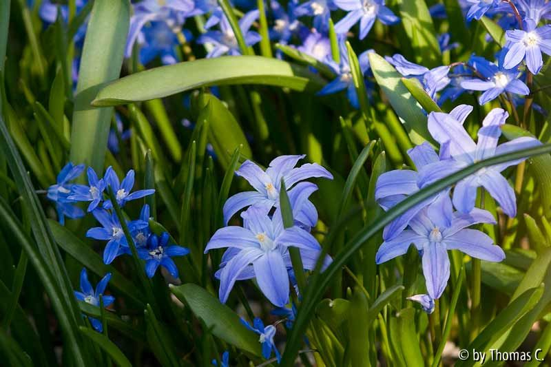 Scilla nana groß und klein