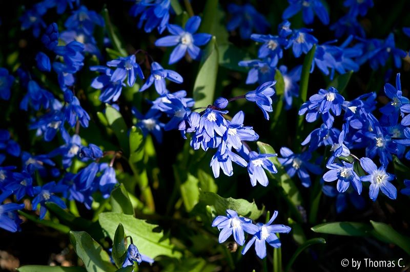 Chionodoxa Trupp