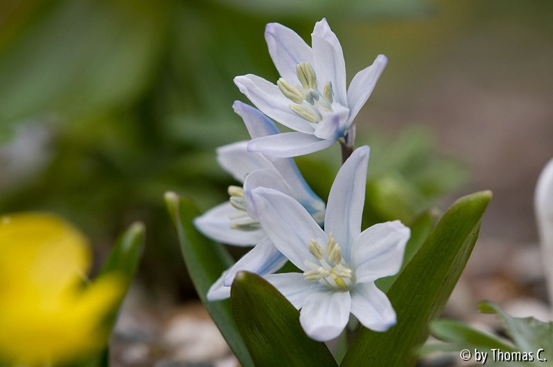 Scilla Mischtschenkoana