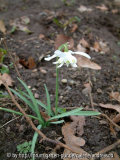 Schneeglöckchen 1
