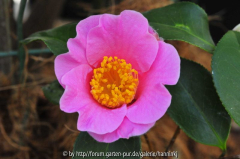 Camellia ´Mary Larcom´