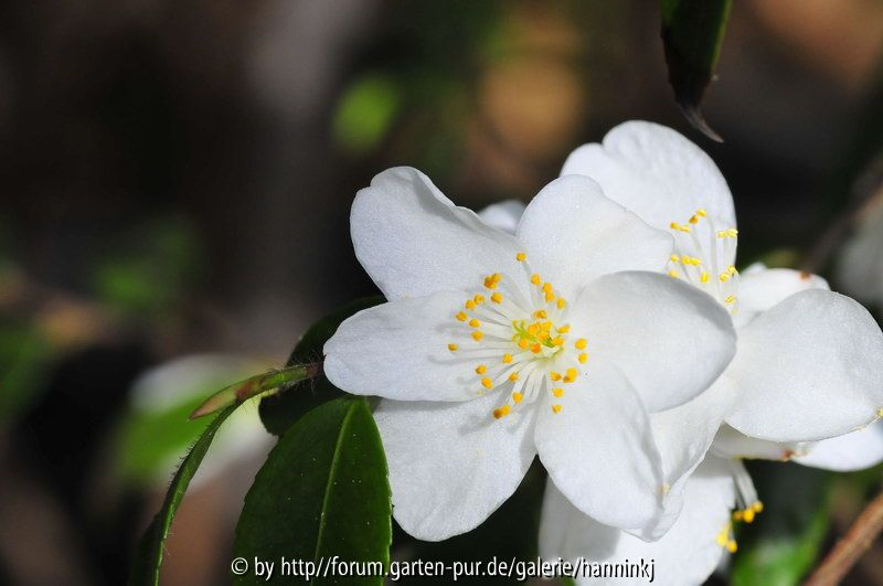 Camellia lutchuensis