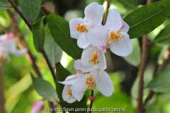 Camellia ´Erinacascade