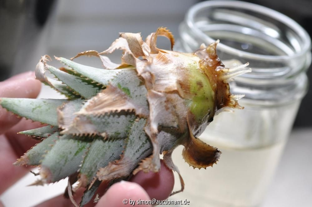 Baby-Ananas