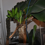 Banane