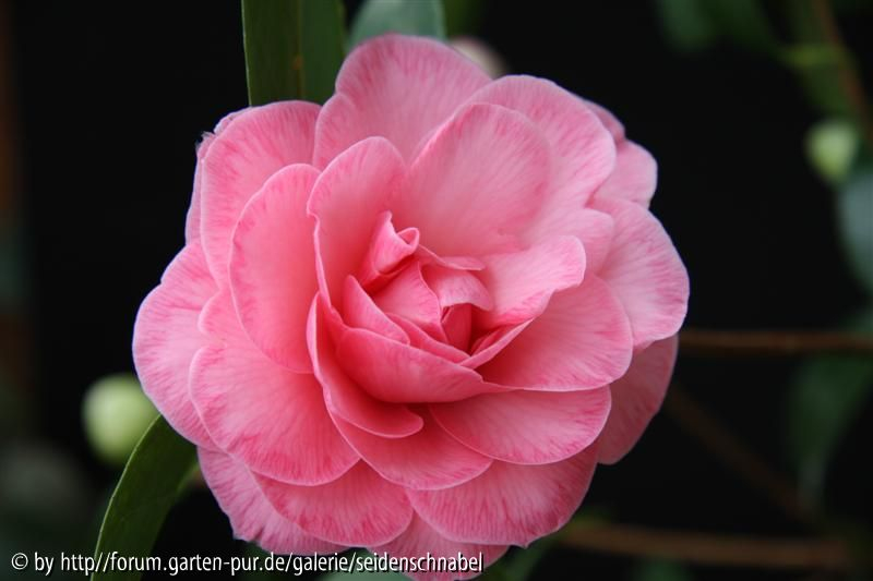 Pink Diddy