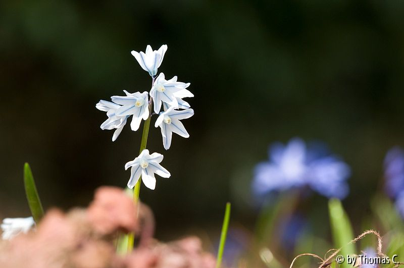 Scilla bodennah