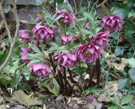 Helleborus rot Peters 2009