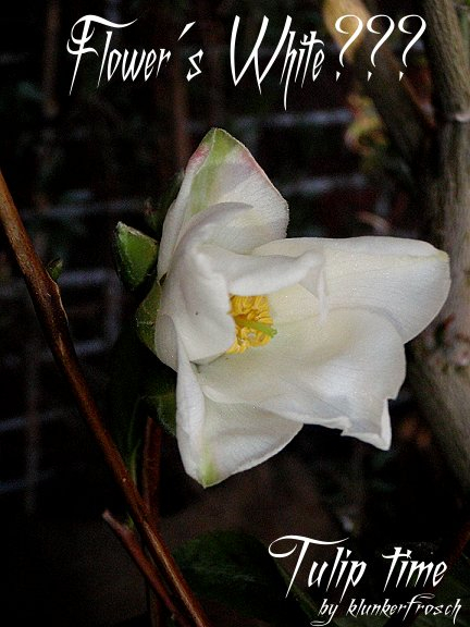 Tulip time