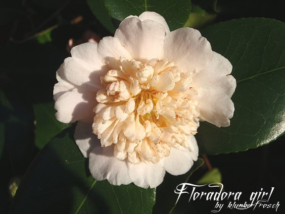 Floradora girl