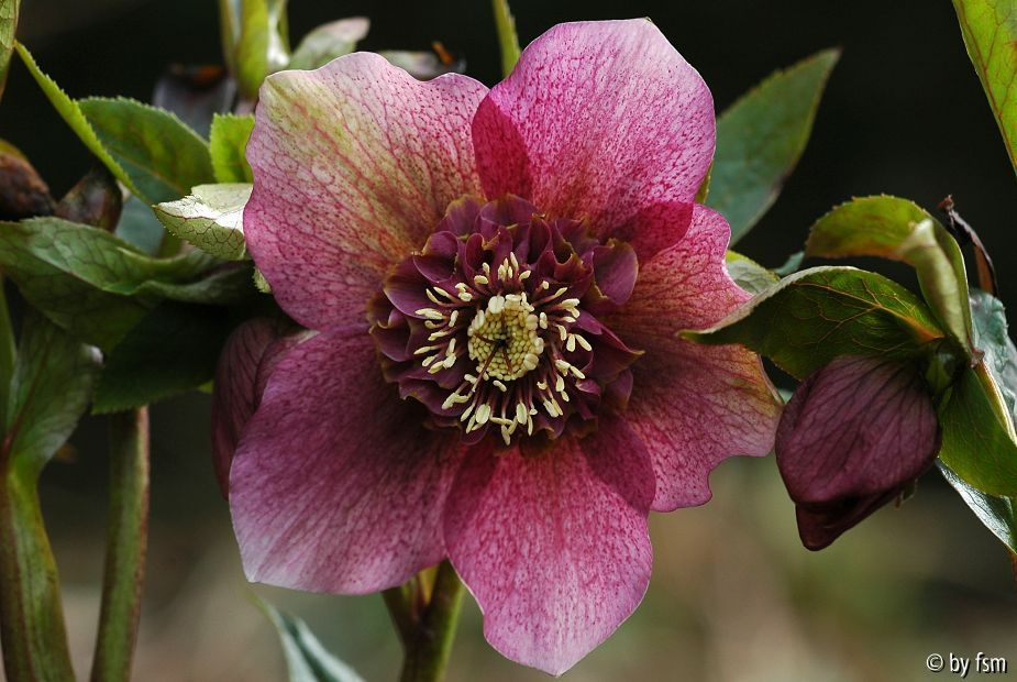 Helleborus 1 Ferdinandushof 2008 22-03-2009
