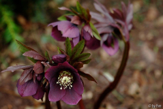 Helleborus 1 Heerenhof 2004 22-03-2009