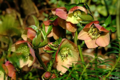 Helleborus 1 Bastin 2006 22-03-2009