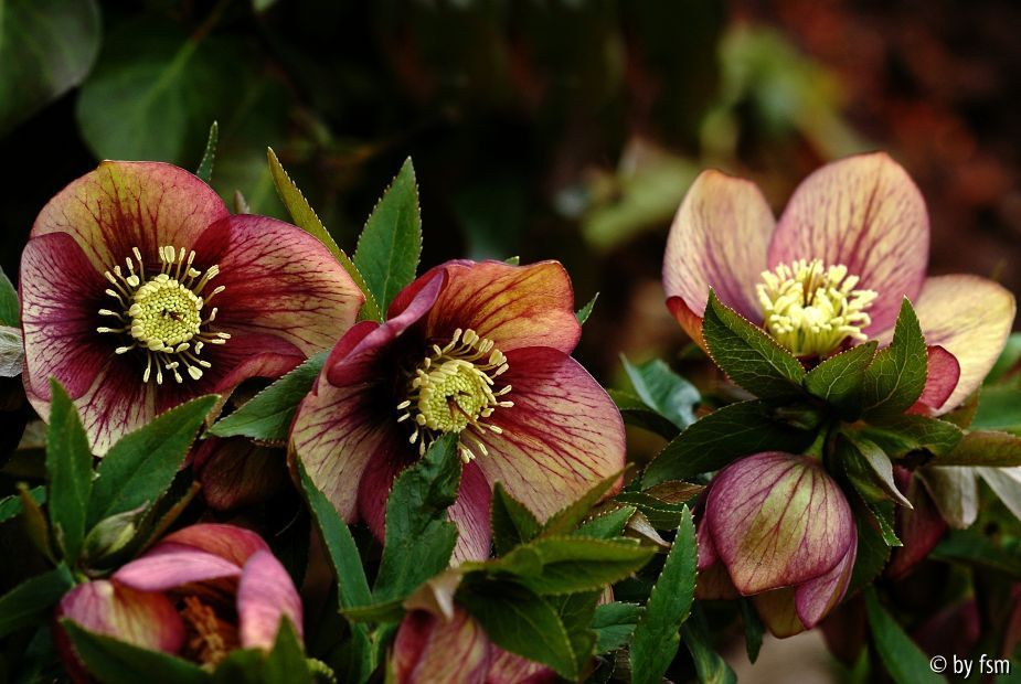 Helleborus 1 Schmiemann 2006 22-03-2009
