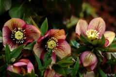 Helleborus 1 Schmiemann 2006 22-03-2009