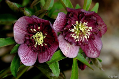 Helleborus 1 Schmiemann 2007 22-03-2009