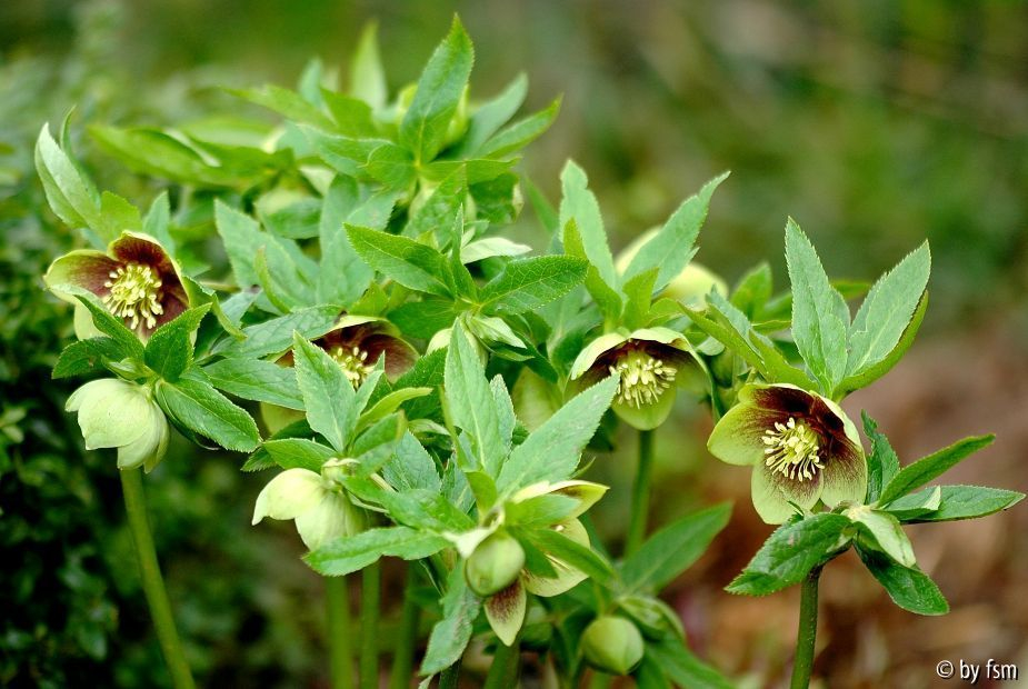 Helleborus 1 Martine de Smedt 2006 22-03-2009