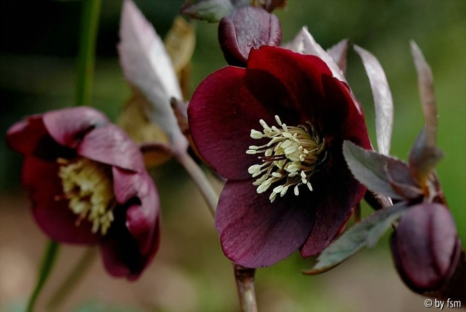 Helleborus 3 Coen Van Pouke 2008 22-03-2009