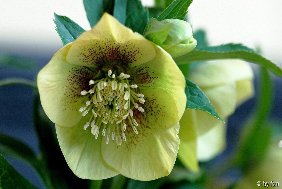 Helleborus 2 Bastin 2009 22-03-2009