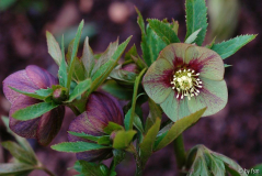 Helleborus 3 Martine de Smedt 2006 22-03-2009